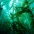Kelp Forest at Anacapa Island